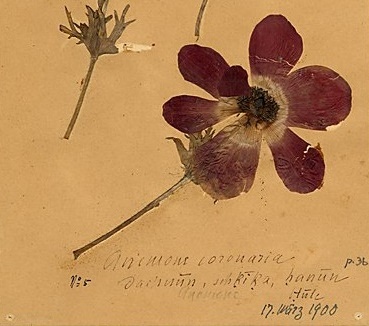 Anemone coronaria (Herbarium, 1900, Foto: R. Wehning, Copyright: Gustaf-Dalman-Institut) 